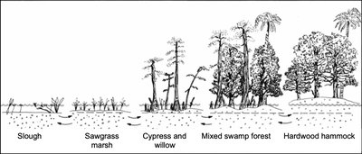 Succession in the Everglades: from slough to hardwood hammock