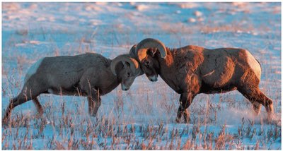 Competition Between Males Favors the Evolution, Through Sexual Selection, of Structures for Ritual Combat