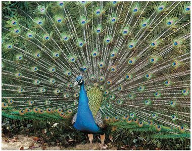 the Peacock’s Showy Tail Has Evolved Through Sexual Selection