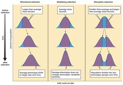 Three Ways That Selection Affects a Population over Time