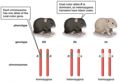 Alleles, Genotype, and Phenotype in Individuals