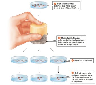 Mutations Occur Spontaneously
