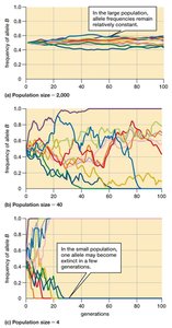 The Effect of Population Size on Genetic Drift