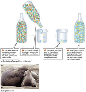 Population Bottlenecks Reduce Variation