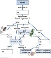 Concept map showing connections between biology, evolution, DNA, diversity, and cells