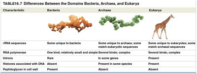 Table: Differences between Bacteria, Archaea, and Eukarya