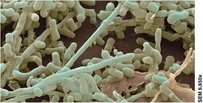 Streptomyces bacteria, source of antibiotics