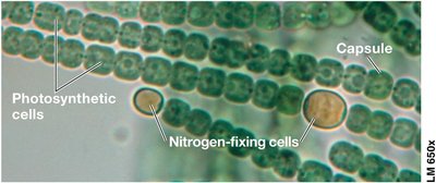 Cyanobacteria (Anabaena)