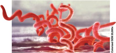 Treponema pallidum, a spirochete