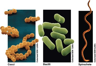 Three common shapes of prokaryotic cells: cocci, bacilli, and spirochete