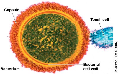 Bacterial cell with capsule and cell wall