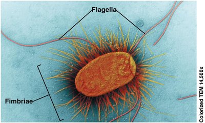 Bacterial cell with flagella and fimbriae