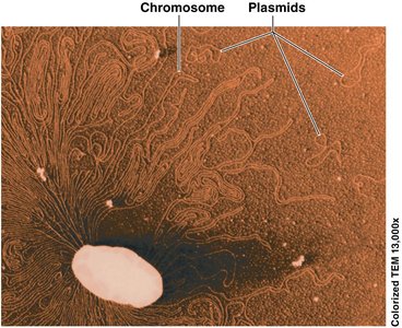 Bacterial chromosome and plasmids