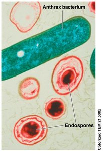 Anthrax bacterium and endospores
