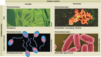 Examples of prokaryotic nutritional modes