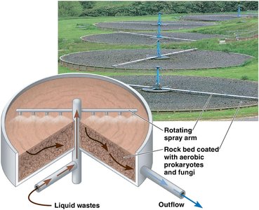 Sewage treatment facility using prokaryotes