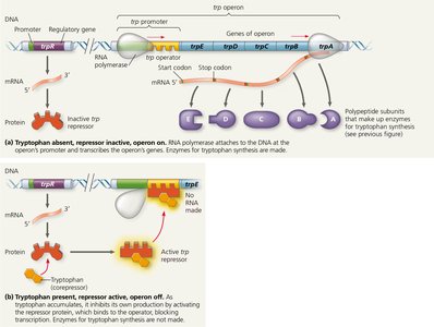 The trp operon in E. coli: regulated synthesis of repressible enzymes