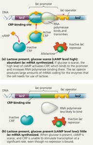 Positive control of the lac operon by cAMP receptor protein (CRP)