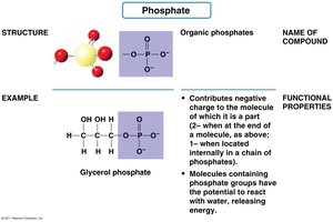 Phosphate group structure, example, and properties