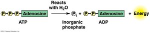 ATP hydrolysis releases energy