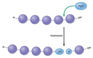 Hydrolysis
