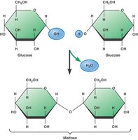 Glucose structure