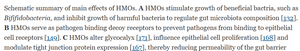 Summary of HMO effects