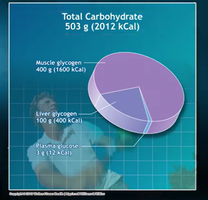 Glycogen storage in animals