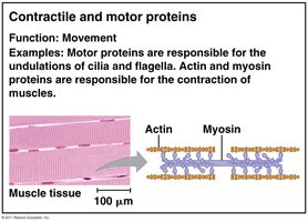 Contractile and motor proteins