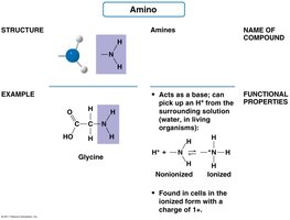 Amino group structure, example, and properties