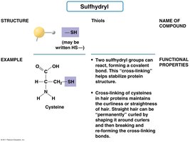 Sulfhydryl group structure, example, and properties