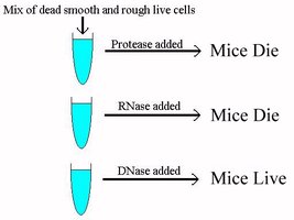 Enzyme treatment experiment showing effect on mice survival