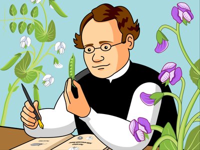 Illustration of Mendel studying pea plants