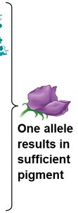 One allele results in sufficient pigment for purple flowers