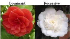 Dominant and recessive flower color comparison