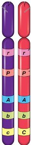 Homozygous and heterozygous chromosome pairs