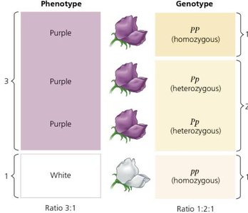 Genotype and phenotype comparison table