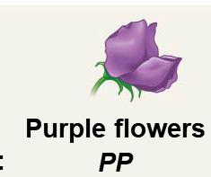 Testcross setup: dominant phenotype crossed with recessive