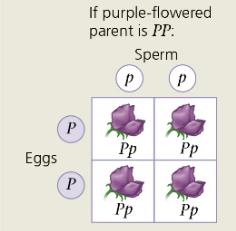 Testcross predictions: all purple or half purple, half white
