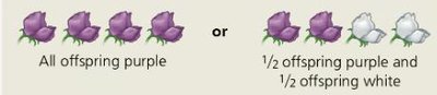 Testcross setup: dominant phenotype crossed with recessive