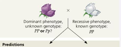 Punnett square for testcross with Pp parent