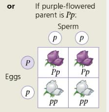 Offspring ratio reveals unknown genotype