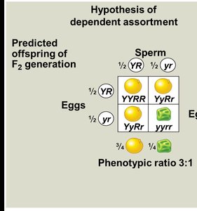 Dihybrid cross: independent assortment
