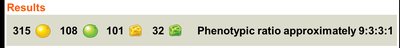 Dihybrid cross: are alleles inherited together or independently?