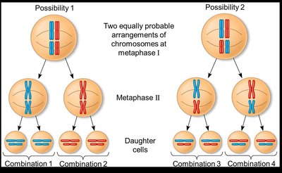 Chromosome diagram showing independent assortment