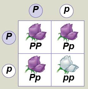 Punnett square for monohybrid cross