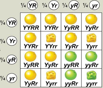 Punnett square for dihybrid cross