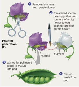 Diagram of Mendel's cross-pollination technique in pea plants
