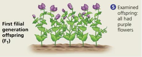 F1 generation offspring with all purple flowers
