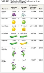 Table of Mendel's F2 results for seven pea plant traits